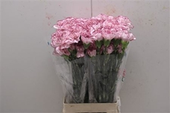 Dianthus Single Mariposa 70cm