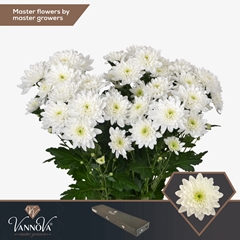 Chrysanth Spray Pina Colada 70cm 100gr.