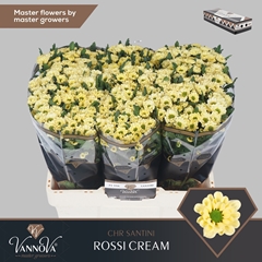 Chrysanth Santini Rossi Cream 55cm 46gr.
