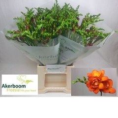 Freesia Double Mandarine 50cm 20gr.