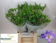 Freesia Single Indigo Beach 50cm 15gr.