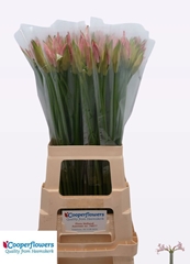 Nerine Vesta K 70cm
