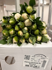 Paeonia Duchesse De Nemours 55cm