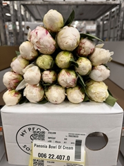 Paeonia Bowl Of Cream 45cm