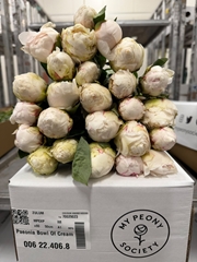 Paeonia Bowl Of Cream 50cm
