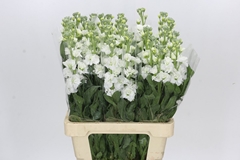 Matthiola Iron White 70cm