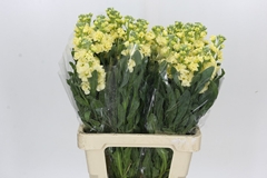 Matthiola Iron Yellow 70cm