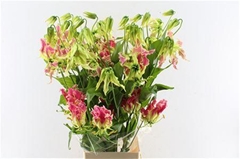 Gloriosa Exotic Pink 80cm