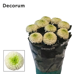 Chrysanth Single Alibaba 70cm 85gr.