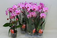 Phalaenopsis Cascade 12Ø 45cm 2st