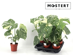 Monstera Deliciosa Thai Constellation 12Ø 42cm