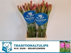 Nerine Favourite 60cm