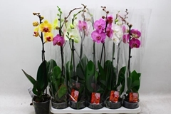 Phalaenopsis Mix 12Ø 60cm 1st