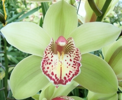 Cymbidium Hans 80cm
