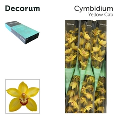 Cymbidium Yellow Cab 60cm