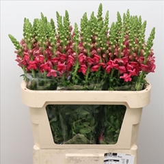 Antirrhinum Opus Pink 70cm