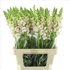 Antirrhinum Opus Appleblossom 70cm