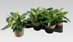 Philodendron Birkin 15Ø 30cm