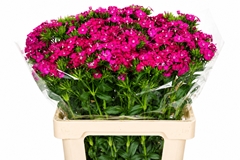 Dianthus Barb Neon Cher 55cm