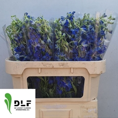 Delphinium Single Volkerfrieden 70cm