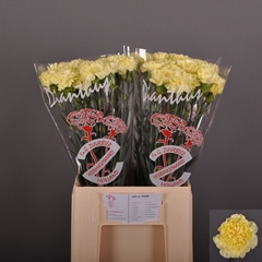 Dianthus Single Kiro 60cm