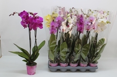 Phalaenopsis Mix 5 Colours 12Ø 65cm 2st
