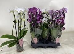 Phalaenopsis Mix 12Ø 50cm 3st