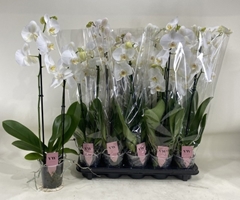Phalaenopsis Anthura Glasgow 12Ø 60cm 2st