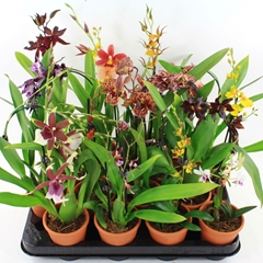 Orchids Mix 8Ø 20cm 1st