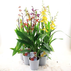 Orchids Mix 12Ø 50cm 2st