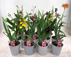 Orchids Mix 12Ø 35cm 1st