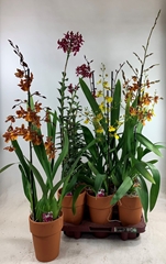 Orchids Mix 12Ø 75cm 1st
