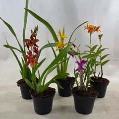 Orchids Mix 8Ø 20cm 1st