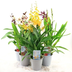 Orchids Mix 12Ø 35cm 2st