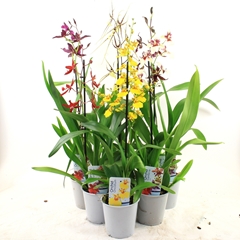 Orchids Mix 12Ø 50cm 1st