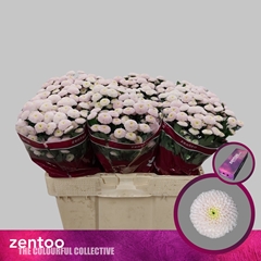 Chrysanth Santini Pizarro 55cm 44gr.