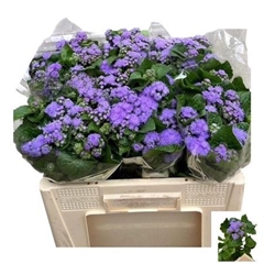Ageratum Houstonianum Blue Planet 60cm