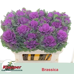 Brassica Altair 70cm