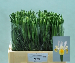 Iris Apollo 54cm