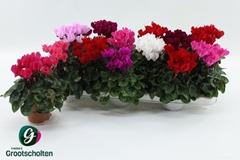 Cyclamen Super Serie Verano 9Ø 17cm