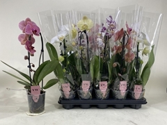 Phalaenopsis Mix 12Ø 45cm 1st