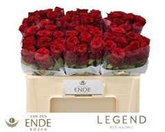 Rosa Red Naomi! 50cm