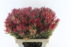 Leucadendron Salignum Blush 60cm Spray