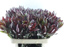 Leucadendron Safari Sunset 70cm