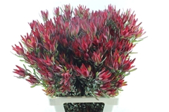 Leucadendron Salignum Blush 70cm Spray