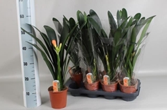 Clivia Miniata 13Ø 55cm