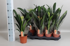 Clivia Miniata 13Ø 50cm