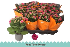 Kalanchoe Double Rosalina Geraldo Purple 9Ø 22cm