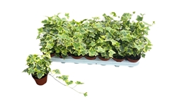 Hedera Helix Golden Kolibri 8Ø 20cm