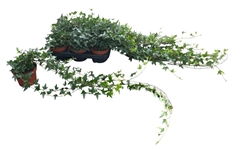 Hedera Helix Shamrock 13Ø 70cm